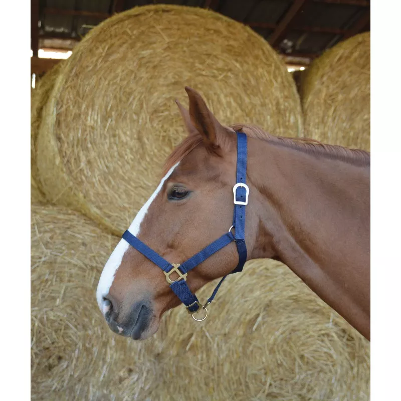 Licol cheval simple