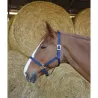 Licol cheval simple